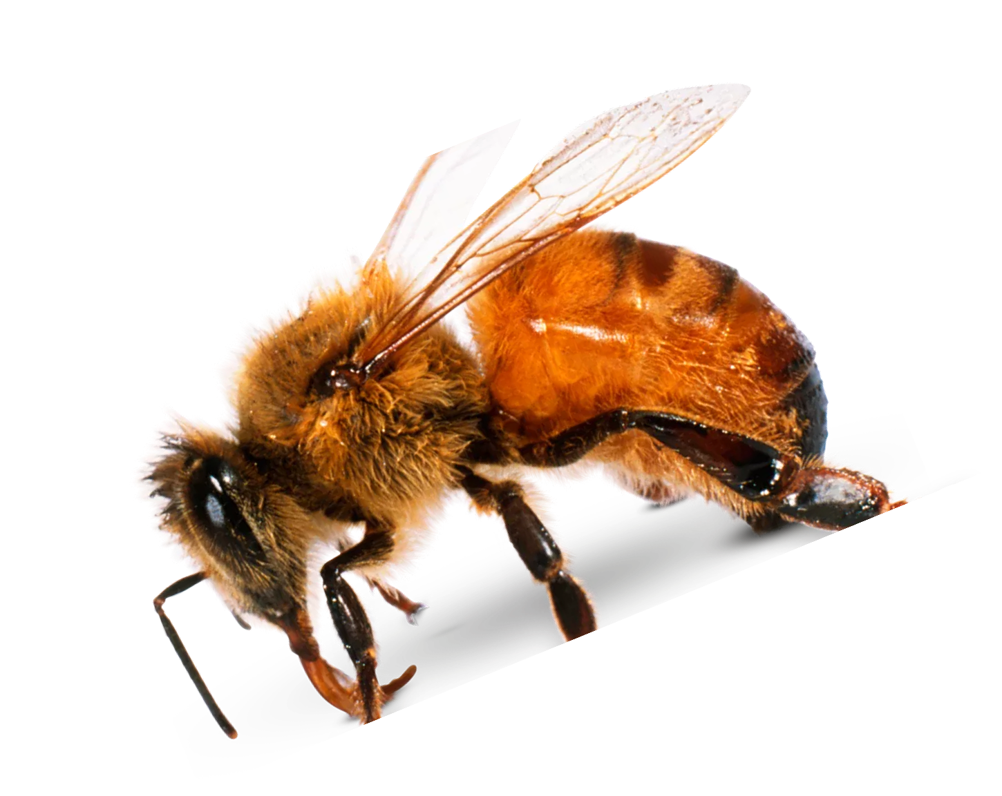 Bee